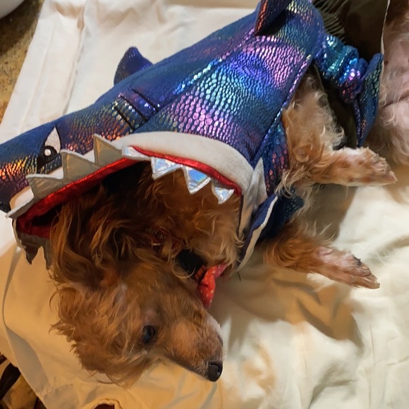 Shark Dog Costume Size Med Thrills And Chills Shark Week Halloween - Picture 8 of 8